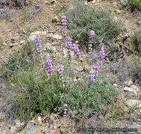 Image of mountain bush lupine