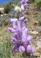 Image of mountain bush lupine