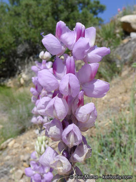 Imagem de Lupinus excubitus subsp. austromontanus (A. Heller) R. M. Beauch.