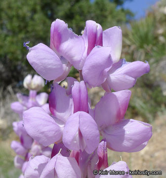 Image of mountain bush lupine