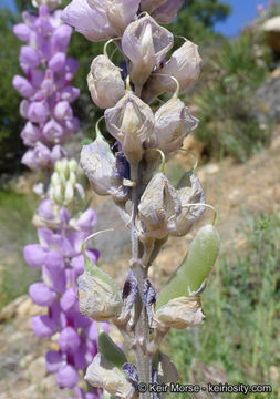 Imagem de Lupinus excubitus subsp. austromontanus (A. Heller) R. M. Beauch.