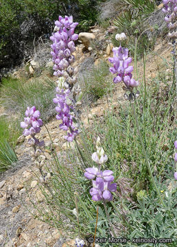 Imagem de Lupinus excubitus subsp. austromontanus (A. Heller) R. M. Beauch.