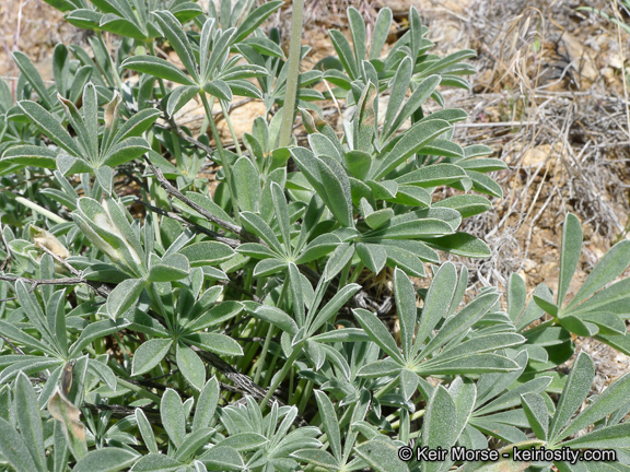 Image of mountain bush lupine