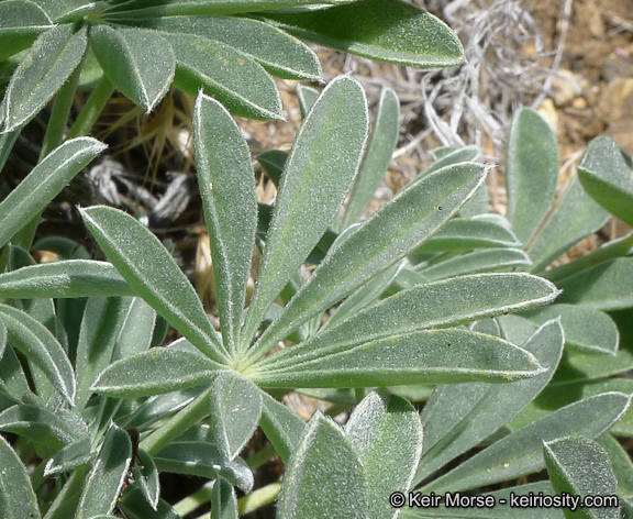 Image of mountain bush lupine