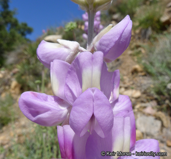 Plancia ëd Lupinus excubitus subsp. austromontanus (A. Heller) R. M. Beauch.