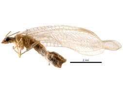 Image of Chrysopodes