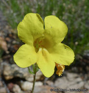 Image of <i>Mimulus brevipes</i>