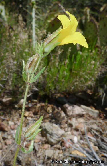 Image of <i>Mimulus brevipes</i>