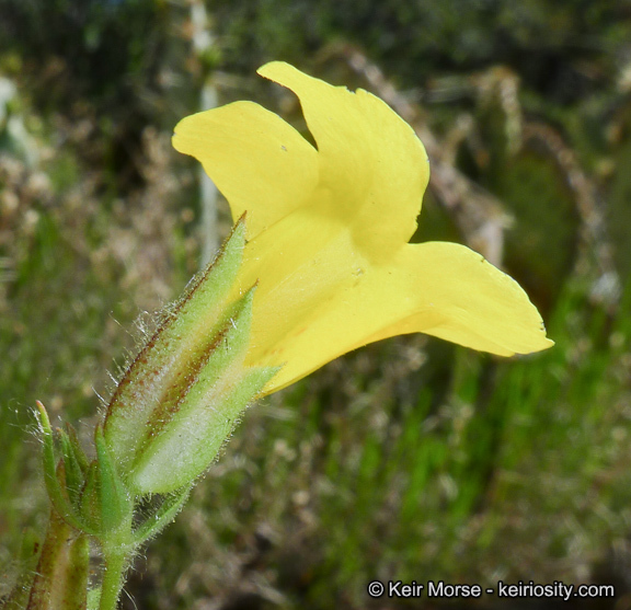 Image of <i>Mimulus brevipes</i>