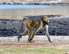 Image of Chacma Baboon