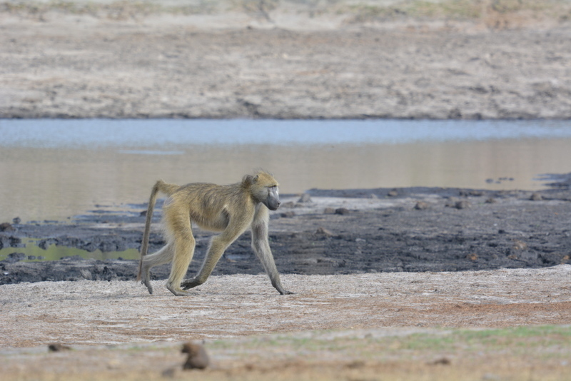 Image de Babouin chacma