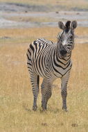 Image of Chapman's zebra