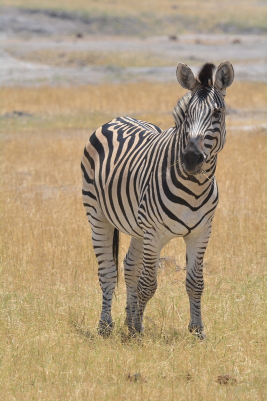 Image of Chapman's zebra