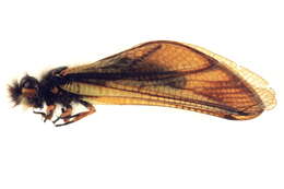 Image of Libelloides