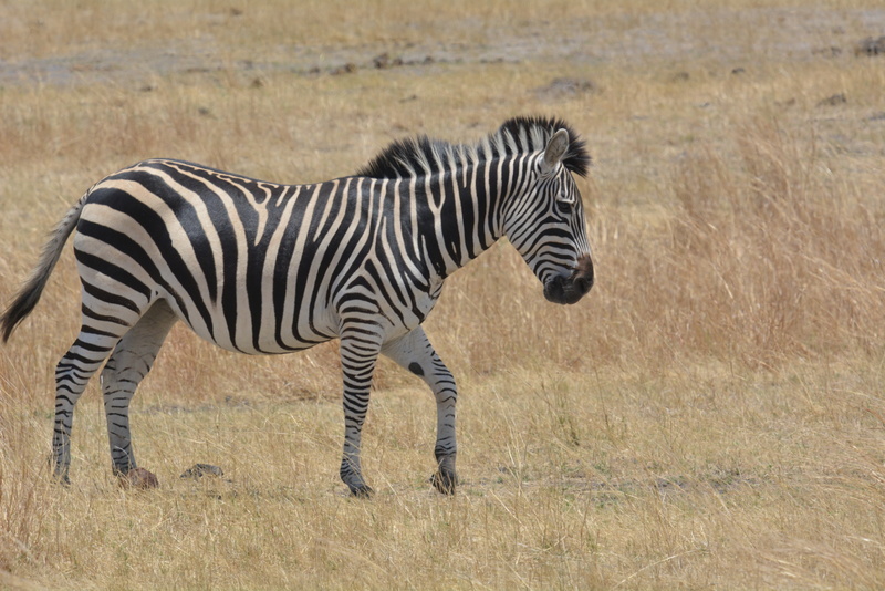 Image of Chapman's zebra