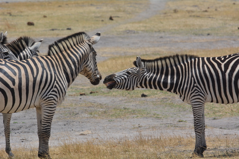 Image of Chapman's zebra