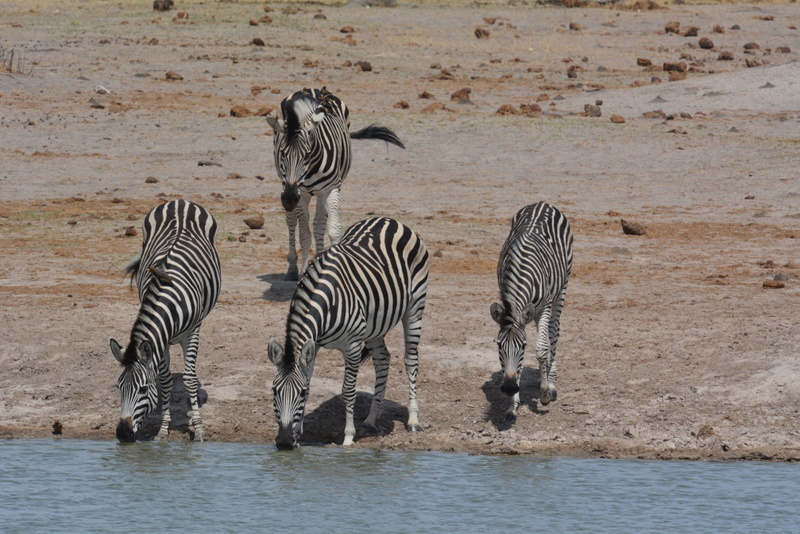 Image of Chapman's zebra