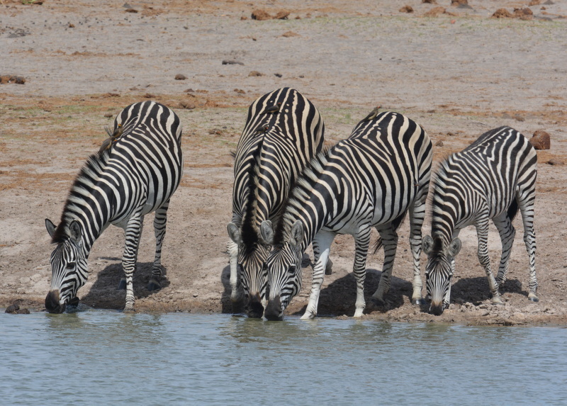 Image of Chapman's zebra