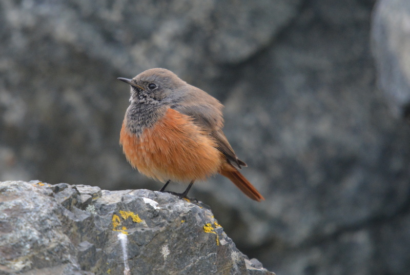 Plancia ëd Phoenicurus ochruros phoenicuroides (Moore & F 1854)