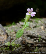 Plancia ëd <i>Mimulus breweri</i>