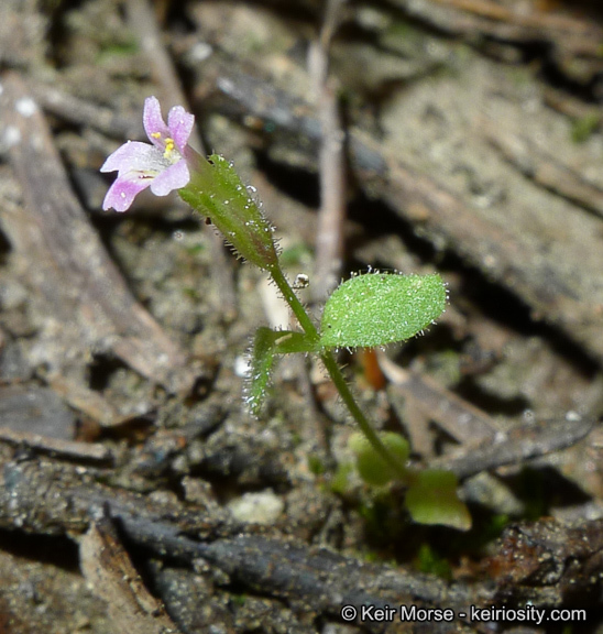 Plancia ëd <i>Mimulus breweri</i>