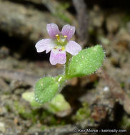 Plancia ëd <i>Mimulus breweri</i>