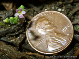 Plancia ëd <i>Mimulus breweri</i>