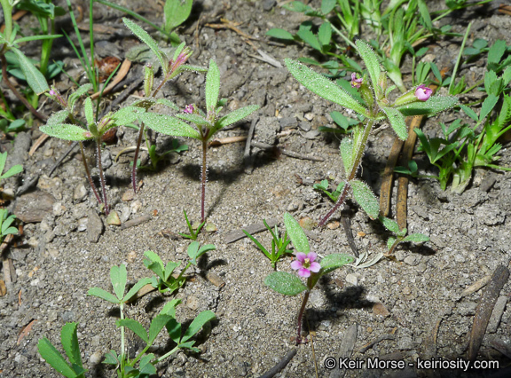 Plancia ëd <i>Mimulus breweri</i>