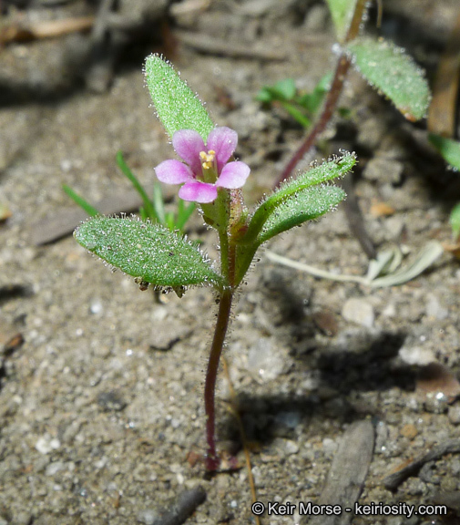 Plancia ëd <i>Mimulus breweri</i>