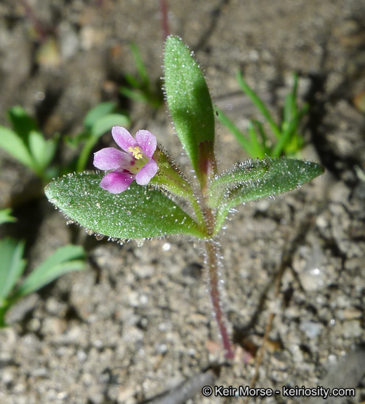 Plancia ëd <i>Mimulus breweri</i>