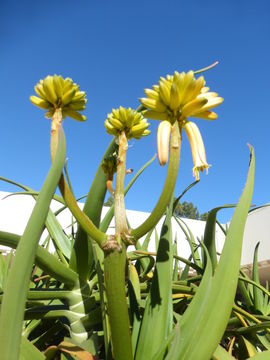 Image of <i>Aloe barberae</i>