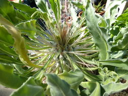 Image of Pachypodium namaquanum (Wyley ex Harv.) Welw.