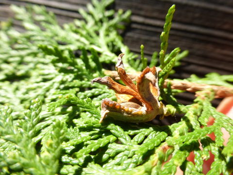 Image of <i>Thuja orientalis</i>