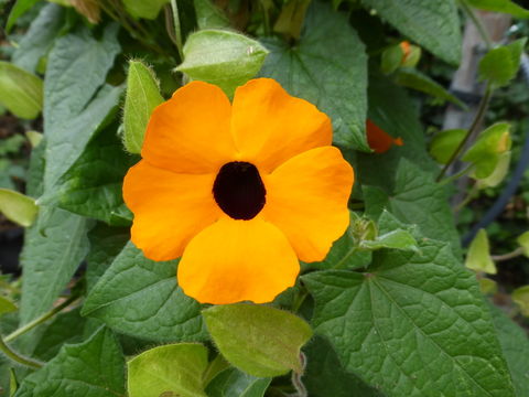 Imagem de Thunbergia alata Boj. ex Sims