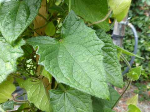 Image of blackeyed Susan vine