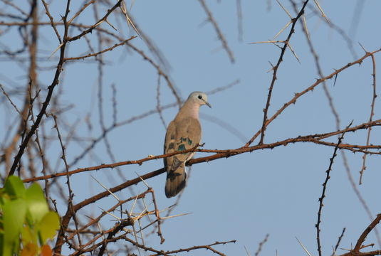 Image of Emerald-spotted Dove