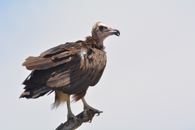 Image of Hooded Vulture