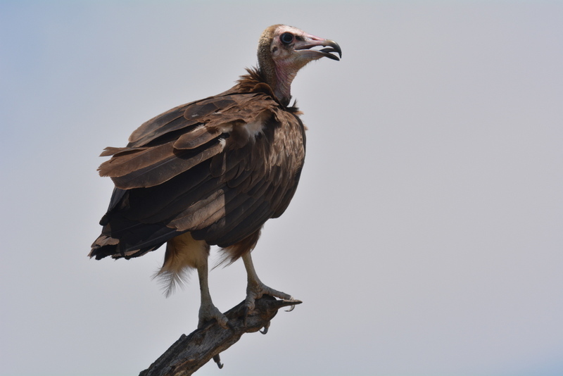 Image of Hooded Vulture