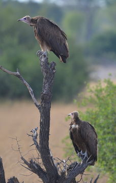 Image of Hooded Vulture