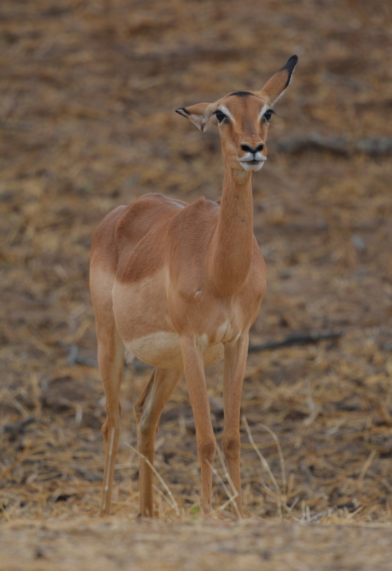 Image of Black-faced Impala