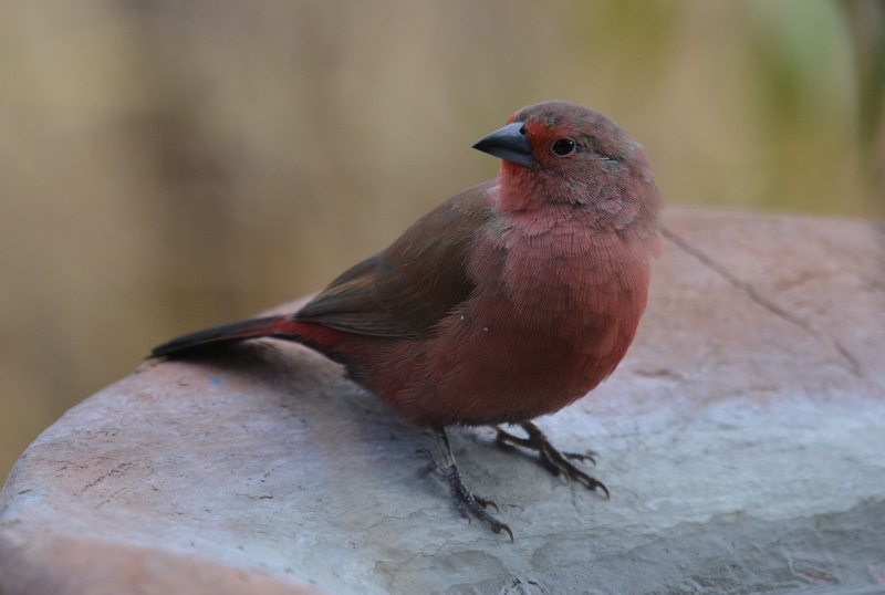 Image of Jameson's Firefinch