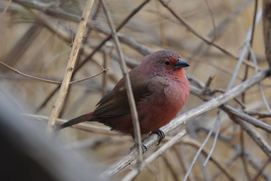 Image of Jameson's Firefinch