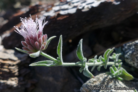 Image de Monardella australis subsp. cinerea (Abrams) A. C. Sanders & Elvin