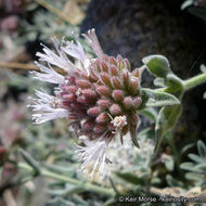 Image de Monardella australis subsp. cinerea (Abrams) A. C. Sanders & Elvin