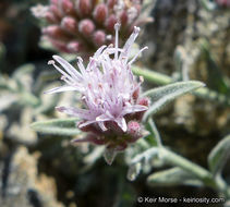 Image de Monardella australis subsp. cinerea (Abrams) A. C. Sanders & Elvin