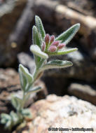 Image de Monardella australis subsp. cinerea (Abrams) A. C. Sanders & Elvin