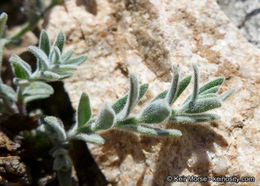 Image de Monardella australis subsp. cinerea (Abrams) A. C. Sanders & Elvin