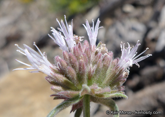 Image de Monardella australis subsp. cinerea (Abrams) A. C. Sanders & Elvin