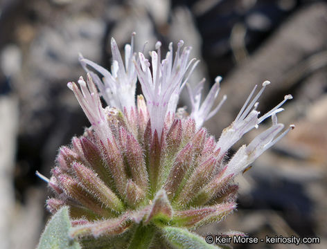 Image de Monardella australis subsp. cinerea (Abrams) A. C. Sanders & Elvin