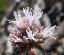 Image de Monardella australis subsp. cinerea (Abrams) A. C. Sanders & Elvin